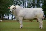 Marchigiana | Cow | Cow Breeds
